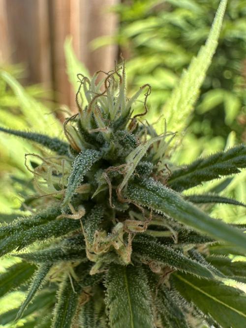 Genius Juice x C99 Outdoor Grow. Week 20