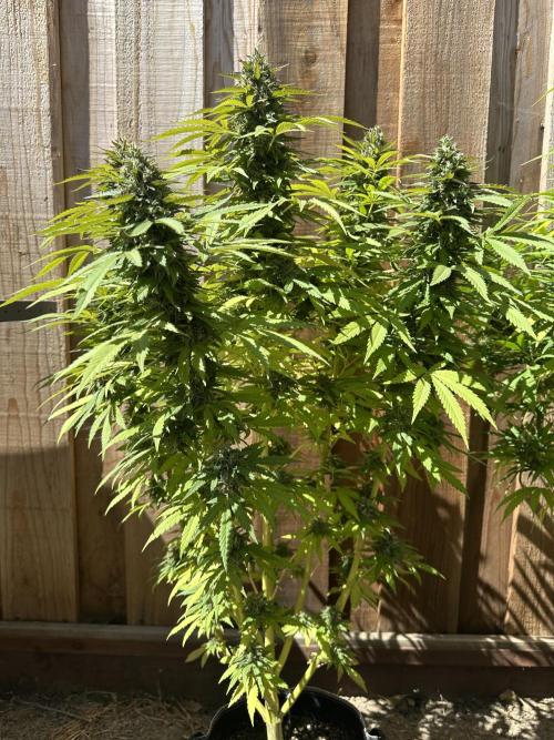 Fast Buds Mix Pack FF Outdoor. Week 20