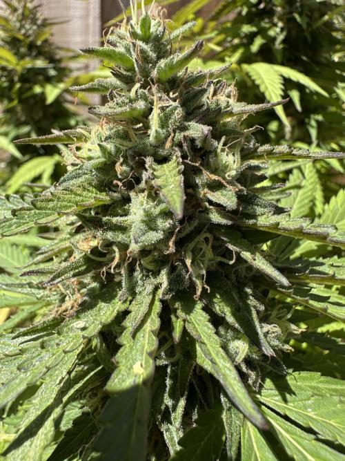 Fast Buds Mix Pack FF Outdoor. Week 20