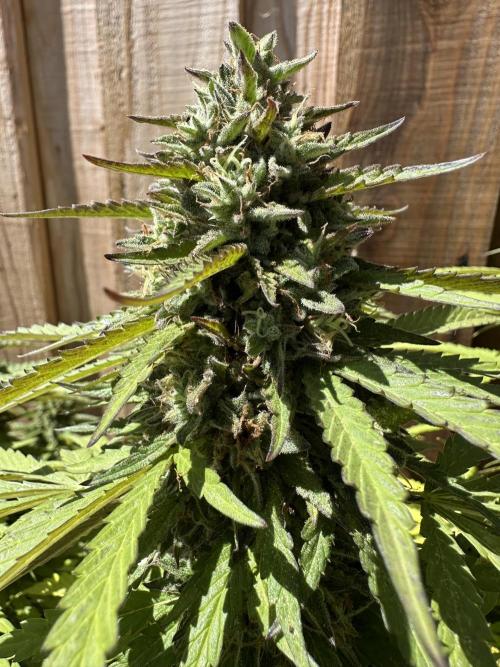 Fast Buds Mix Pack FF Outdoor. Week 20
