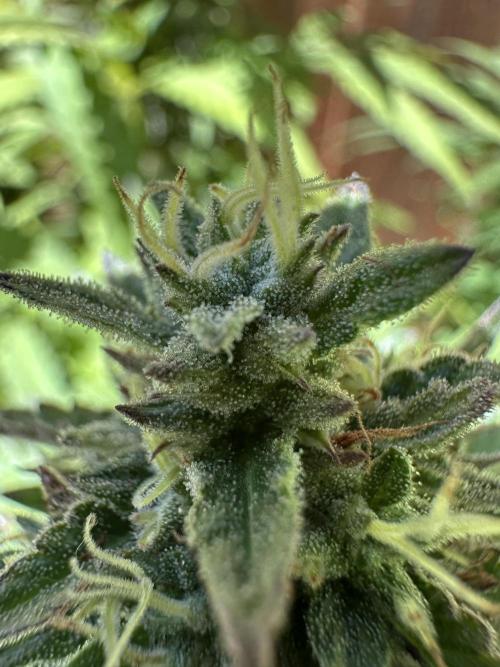Fast Buds Mix Pack FF Outdoor. Week 20