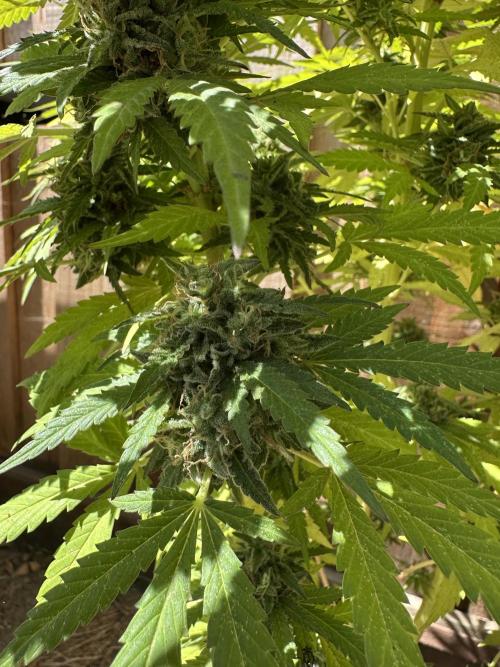 Fast Buds Mix Pack FF Outdoor. Week 20