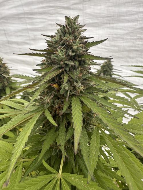 Fast Buds Mix Pack FF Outdoor. Week 21