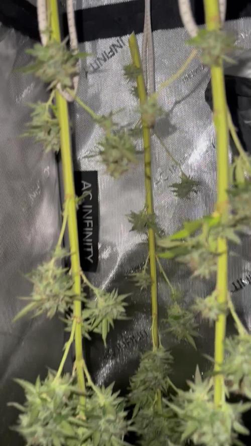 Fast Buds Mix Pack FF Outdoor