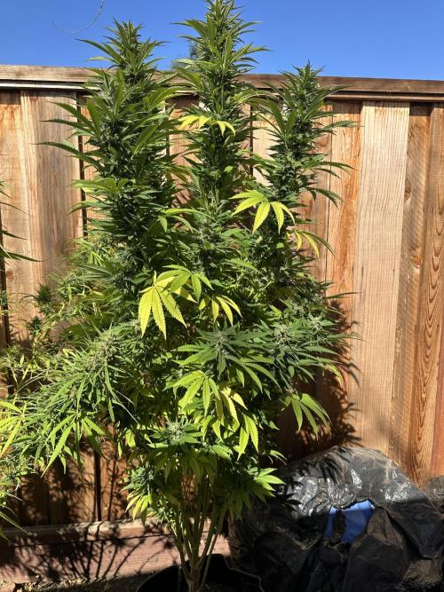 Gorilla Melon Outdoor Grow. Week 21