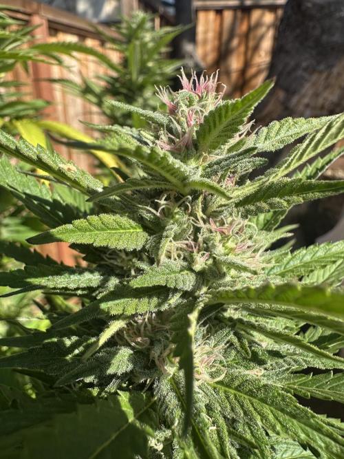 Gorilla Melon Outdoor Grow. Week 21
