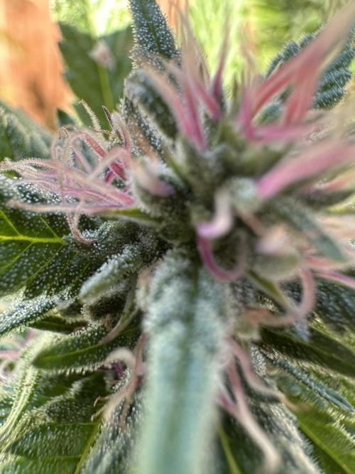 Gorilla Melon Outdoor Grow. Week 21