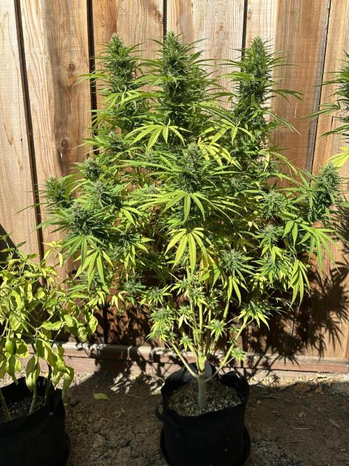 Genius Juice x C99 Outdoor Grow. Week 21