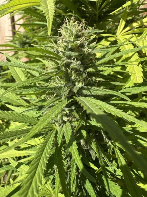 Genius Juice x C99 Outdoor Grow. Week 21