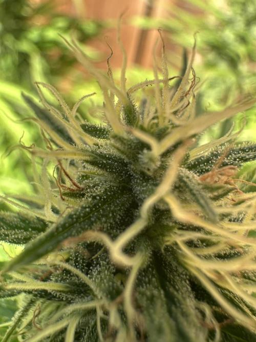 Genius Juice x C99 Outdoor Grow. Week 21