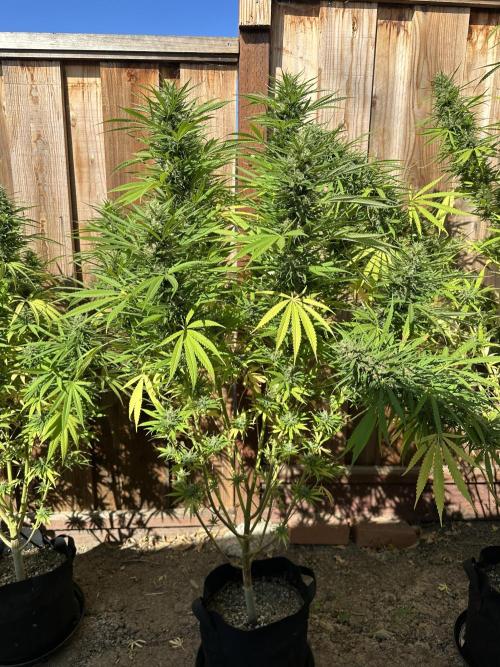 Genius Juice x C99 Outdoor Grow. Week 21