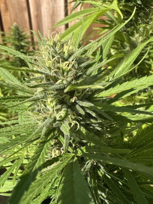 Genius Juice x C99 Outdoor Grow. Week 21