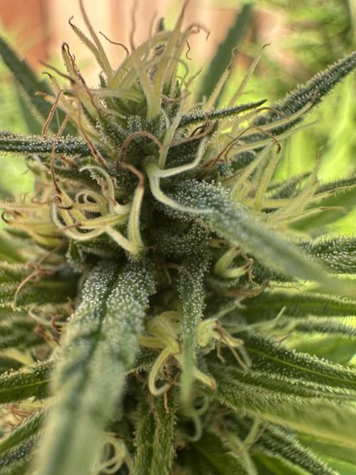 Genius Juice x C99 Outdoor Grow. Week 21
