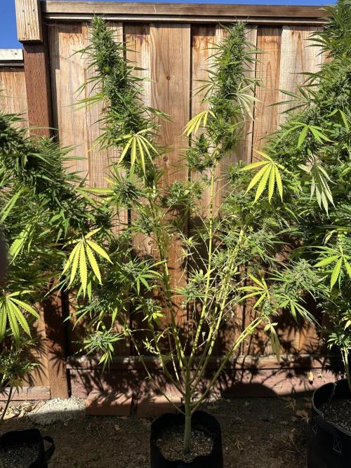 Genius Juice x C99 Outdoor Grow. Week 21