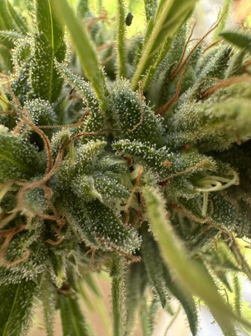 Genius Juice x C99 Outdoor Grow. Week 21