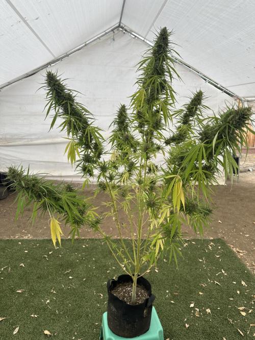 Genius Juice x C99 Outdoor Grow. Week 22