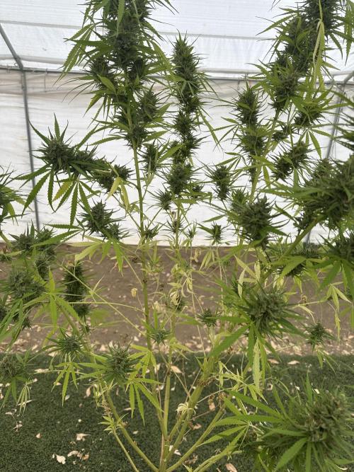 Genius Juice x C99 Outdoor Grow. Week 22