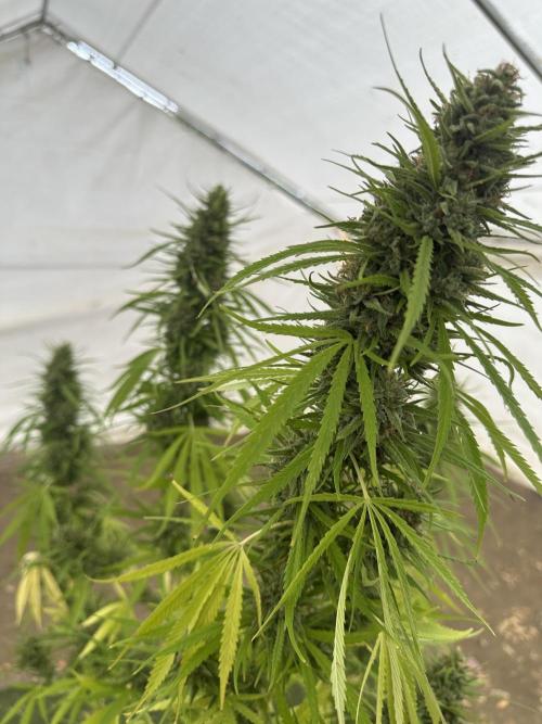 Genius Juice x C99 Outdoor Grow. Week 22