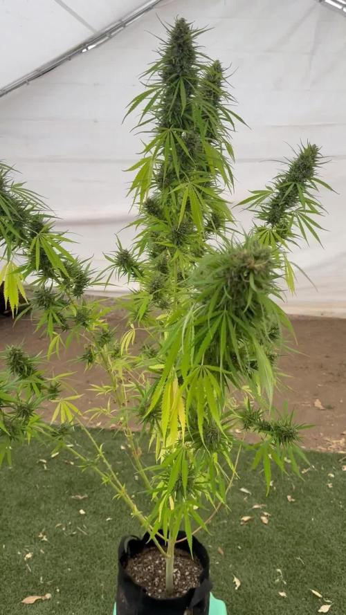 Genius Juice x C99 Outdoor Grow