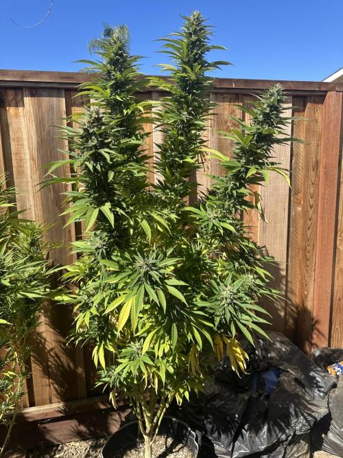 Gorilla Melon Outdoor Grow. Week 22