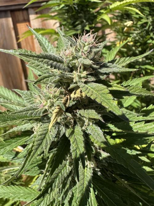 Gorilla Melon Outdoor Grow. Week 22