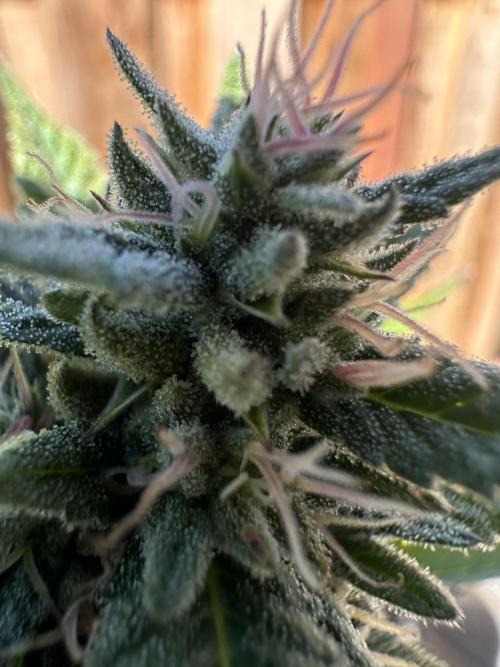 Gorilla Melon Outdoor Grow. Week 22