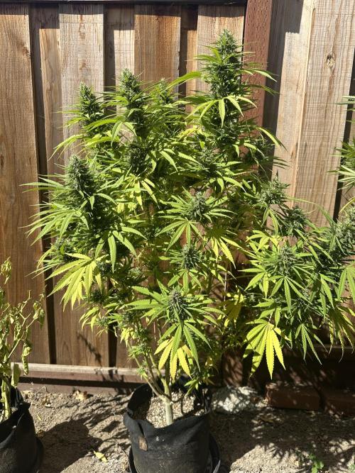 Genius Juice x C99 Outdoor Grow. Week 23