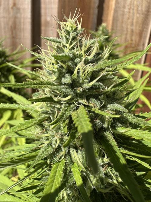 Genius Juice x C99 Outdoor Grow. Week 23