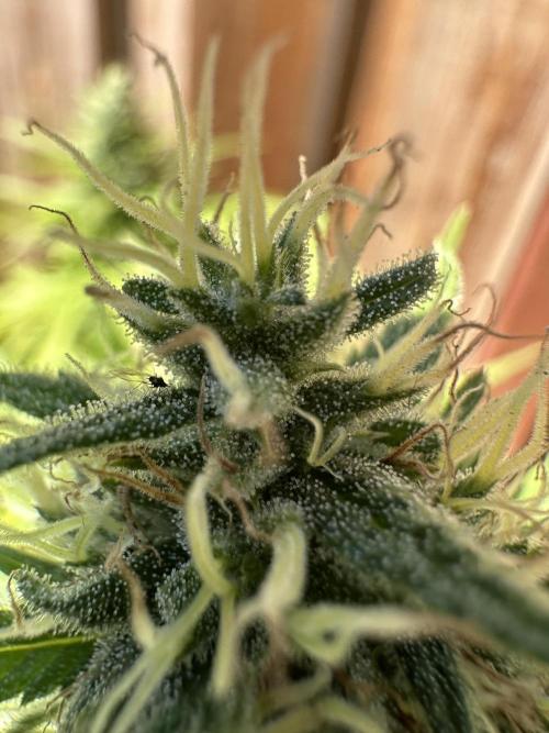 Genius Juice x C99 Outdoor Grow. Week 23