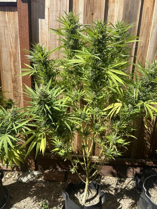 Genius Juice x C99 Outdoor Grow. Week 23