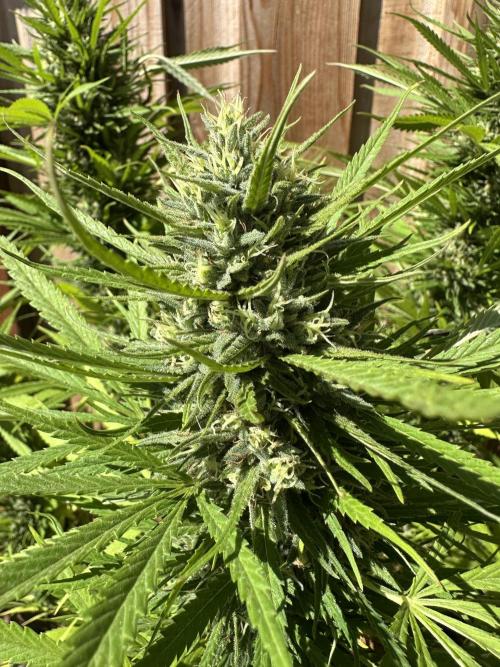 Genius Juice x C99 Outdoor Grow. Week 23