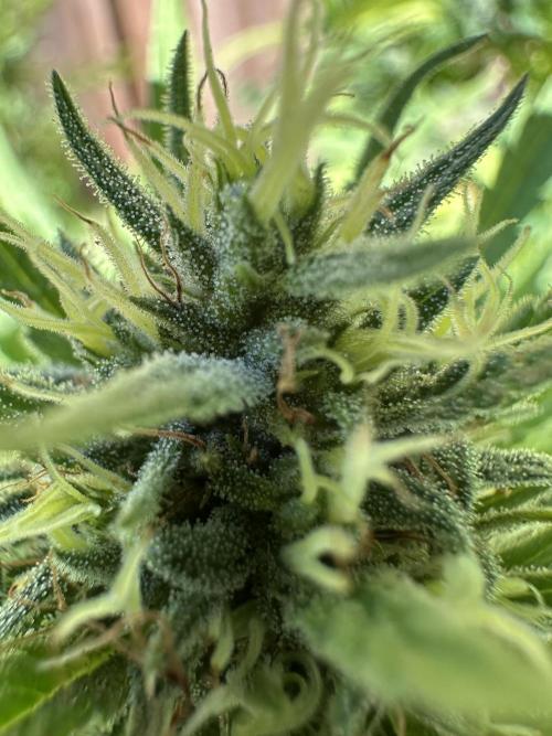 Genius Juice x Cinderella 99. Week 23