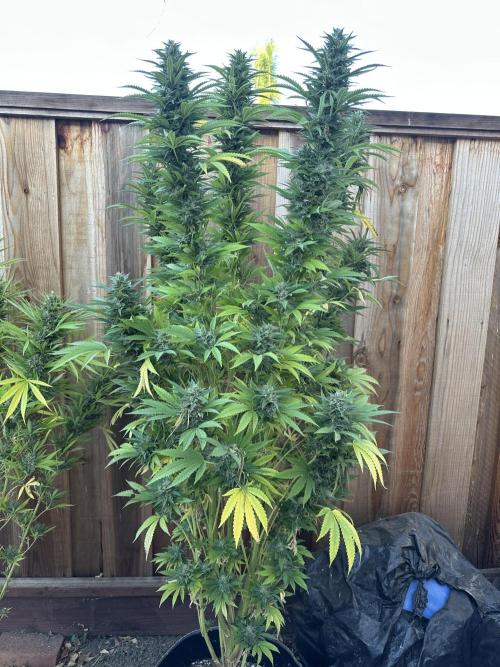 Gorilla Melon Outdoor Grow. Week 23