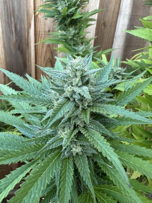 Gorilla Melon Outdoor Grow. Week 23