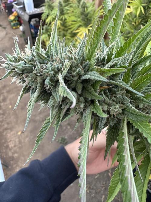 Gorilla Melon Outdoor Grow. Week 23