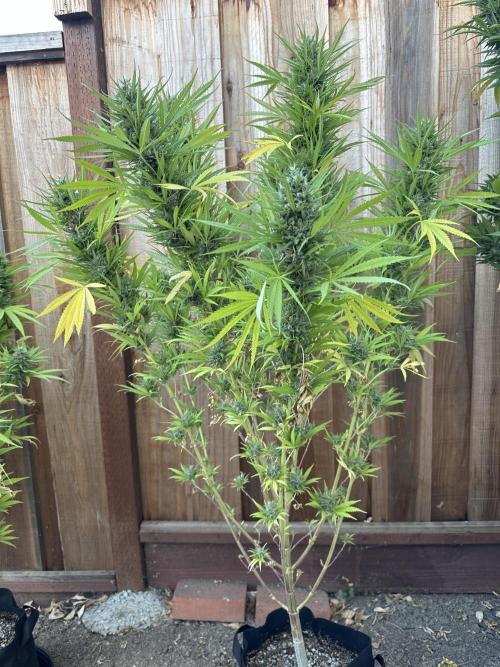 Genius Juice x C99 Outdoor Grow. Week 24