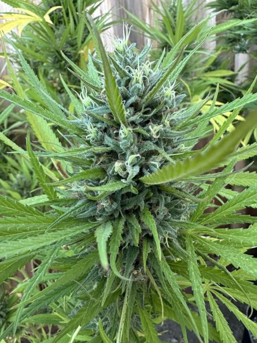 Genius Juice x C99 Outdoor Grow. Week 24