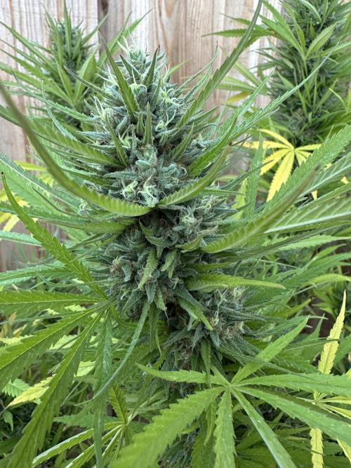 Genius Juice x C99 Outdoor Grow. Week 24