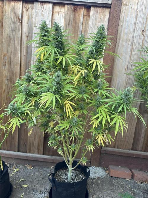 Genius Juice x C99 Outdoor Grow. Week 24