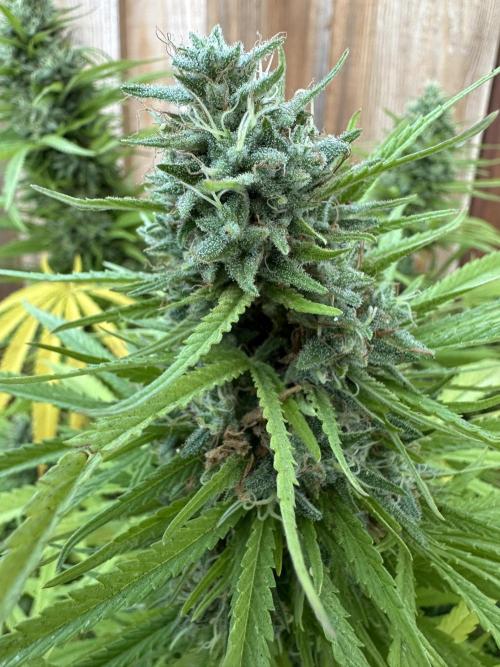 Genius Juice x C99 Outdoor Grow. Week 24
