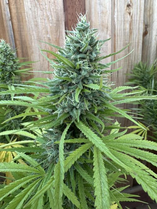 Genius Juice x C99 Outdoor Grow. Week 24