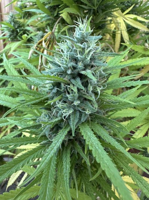 Genius Juice x C99 Outdoor Grow. Week 24