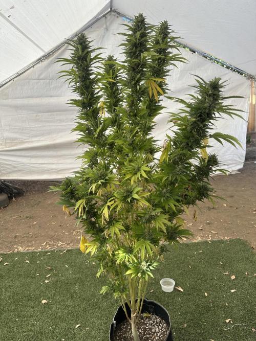Gorilla Melon Outdoor Grow. Week 24