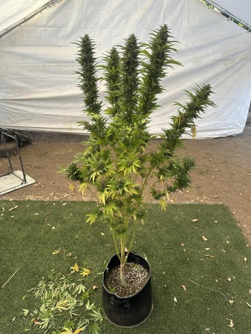 Gorilla Melon Outdoor Grow. Week 24