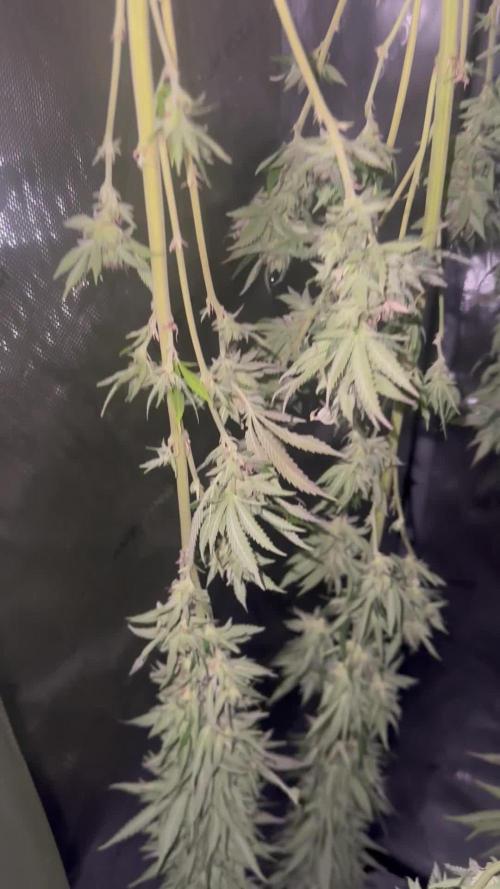 Gorilla Melon Outdoor Grow