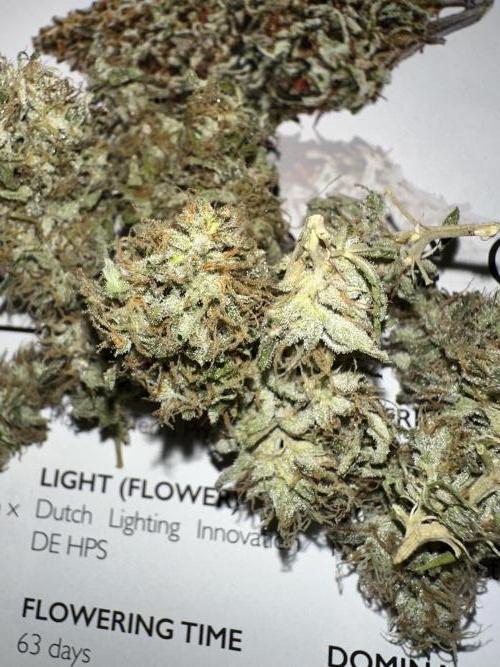 Fast Buds Mix Pack FF Outdoor. Week 21