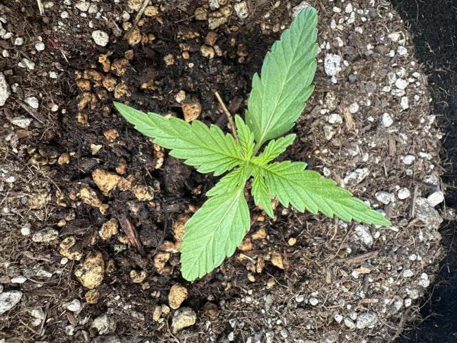 Slime Machine Outdoor Grow. Week 2