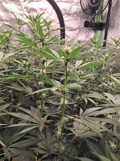 Spritzer + Mule Fuel. Week 2