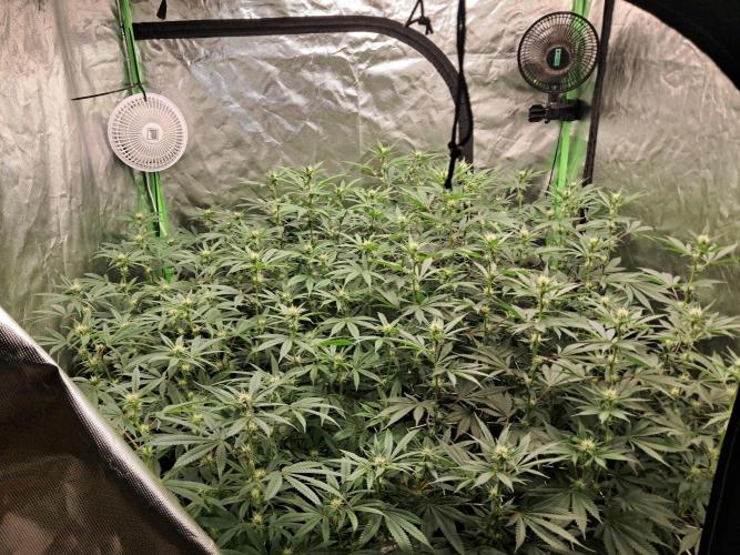 Spritzer + Mule Fuel. Week 2