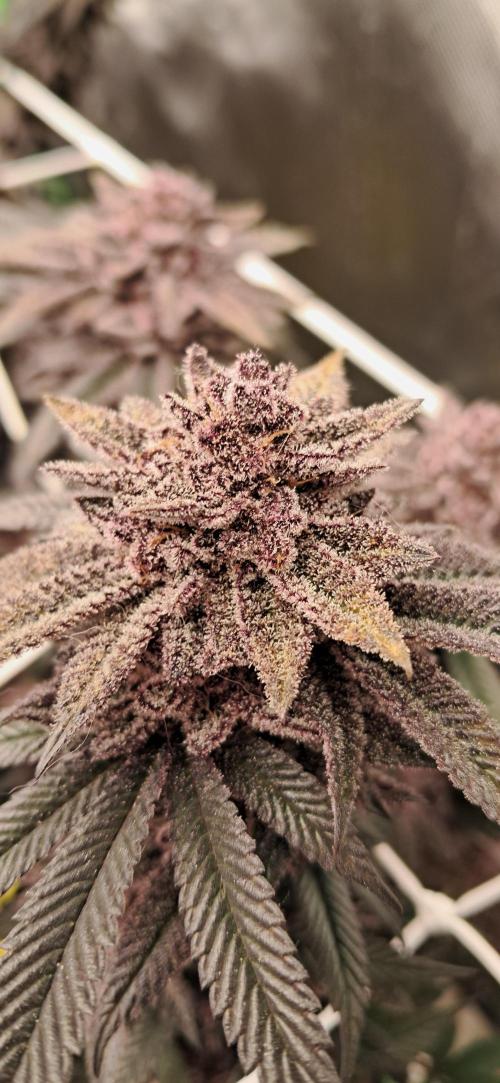 Slurrup + Super Buff Cherry cherry. Week 1
